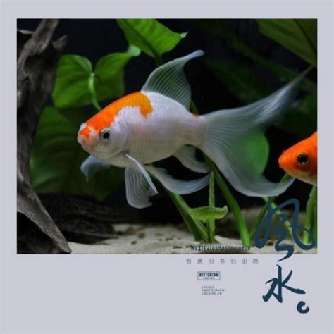 魚缸风水|魚缸千萬別這樣擺！養魚風水5大重點